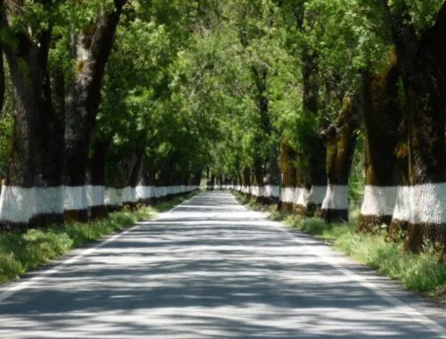 Alameda dos Freixos