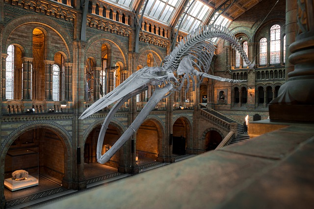 Museu Britânico, Museu de História Natural e The Tate Modern