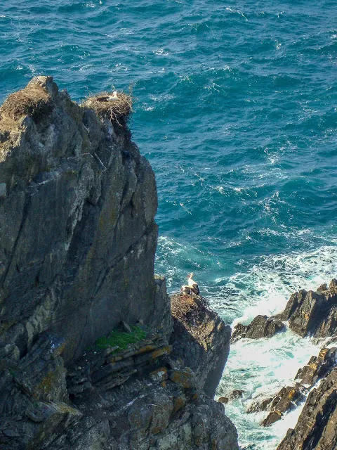Cabo Sardão Cegonha