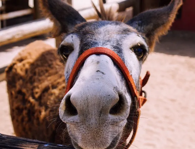 Burros Aruba