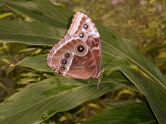 Borboletas Aruba