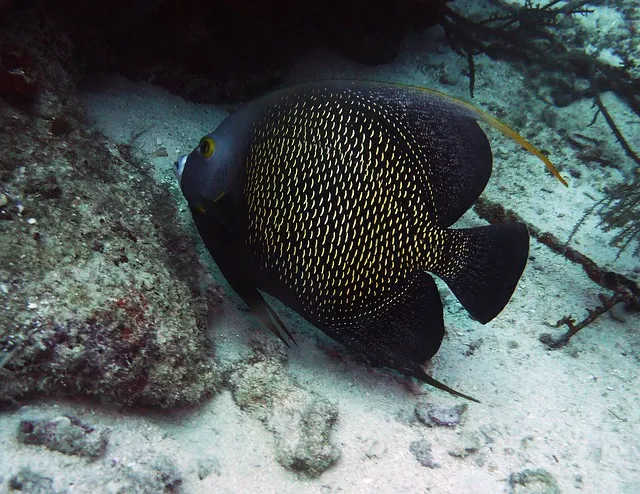 mergulho Aruba