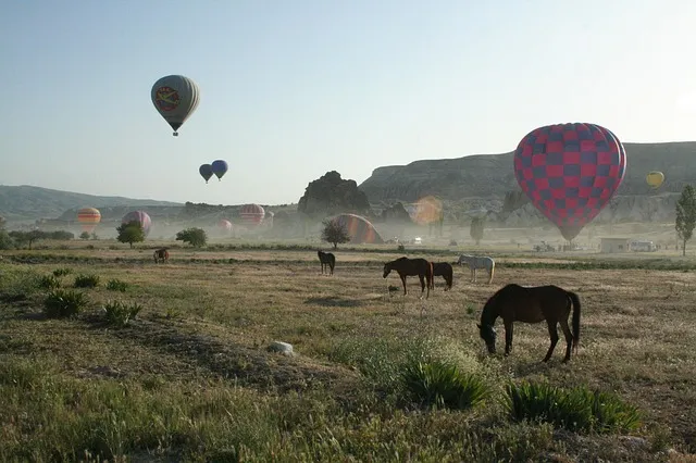 Red Valley cavalos