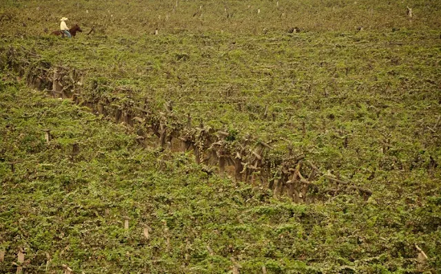 Roteiro pelo Peru Ica