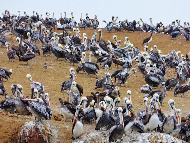 Roteiro pelo Peru Ballestas